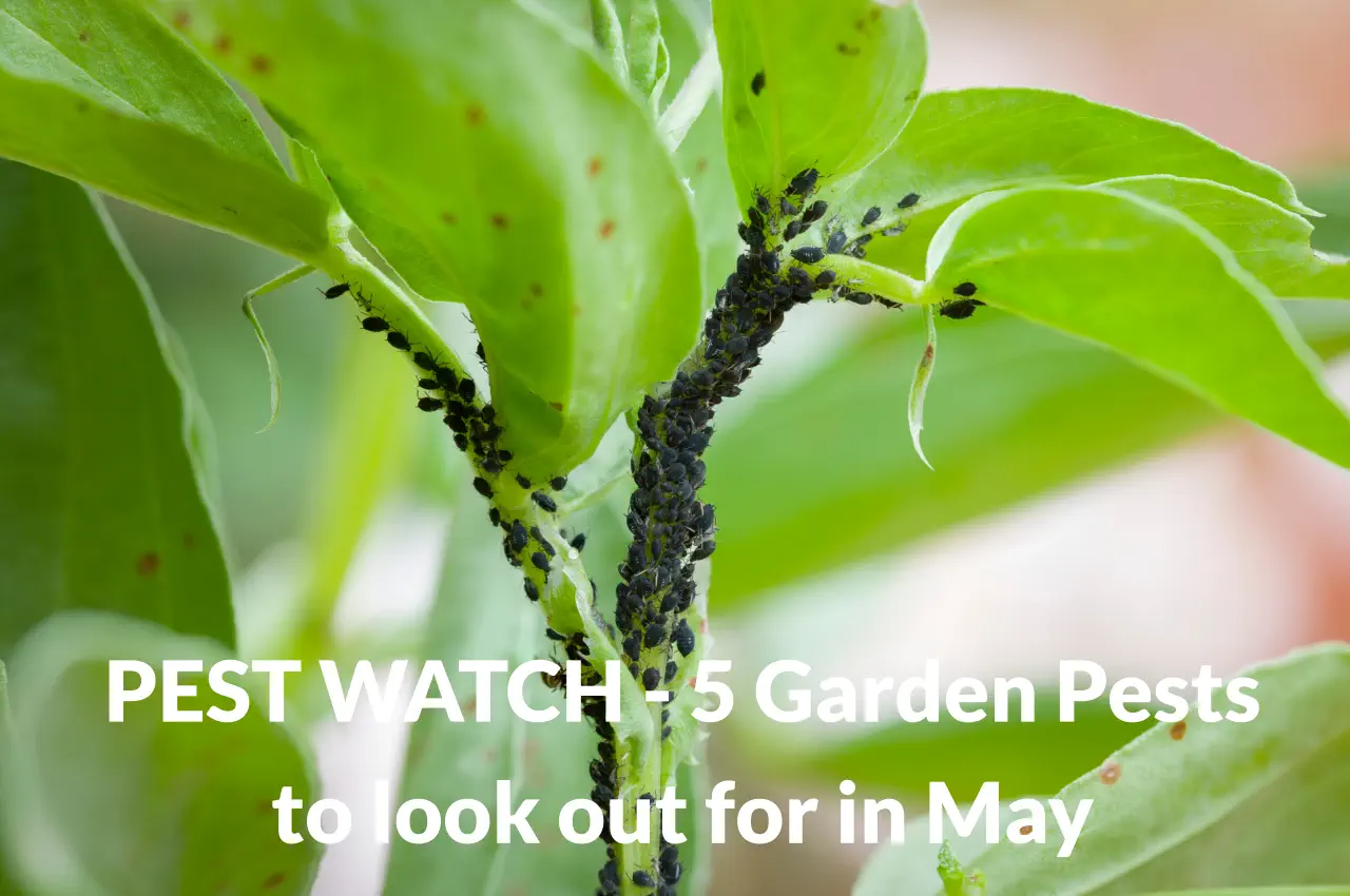 Pest Watch - 5 Garden Pests to look out for in May